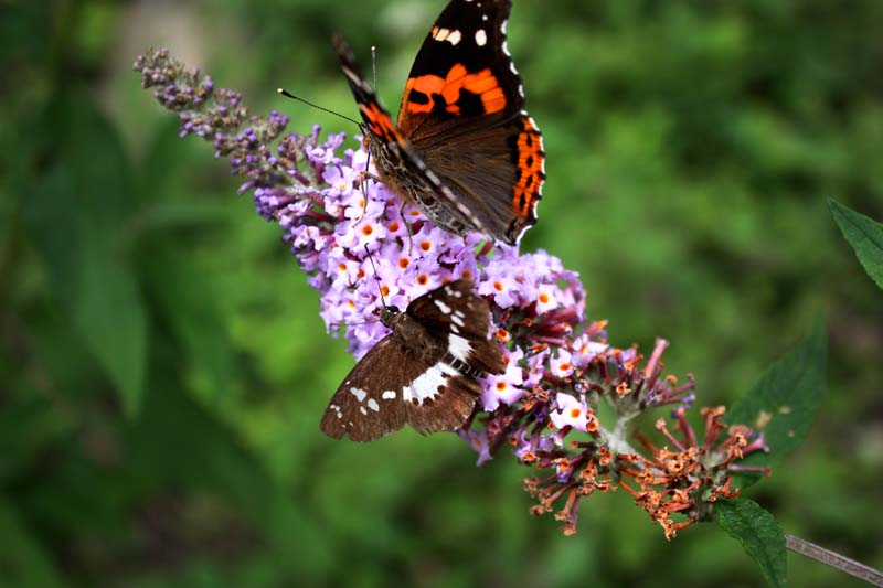 The realm of flora and fauna in Zhangjiajie