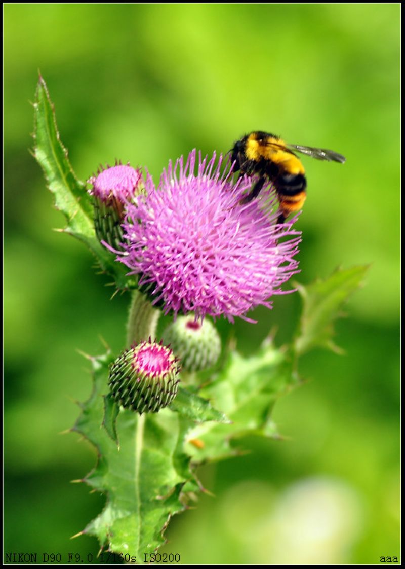 The realm of flora and fauna in Zhangjiajie