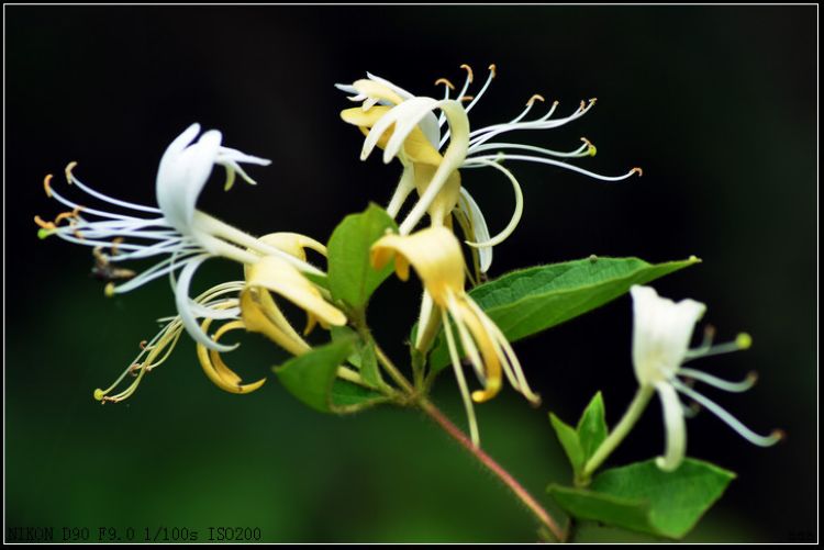 The realm of flora and fauna in Zhangjiajie