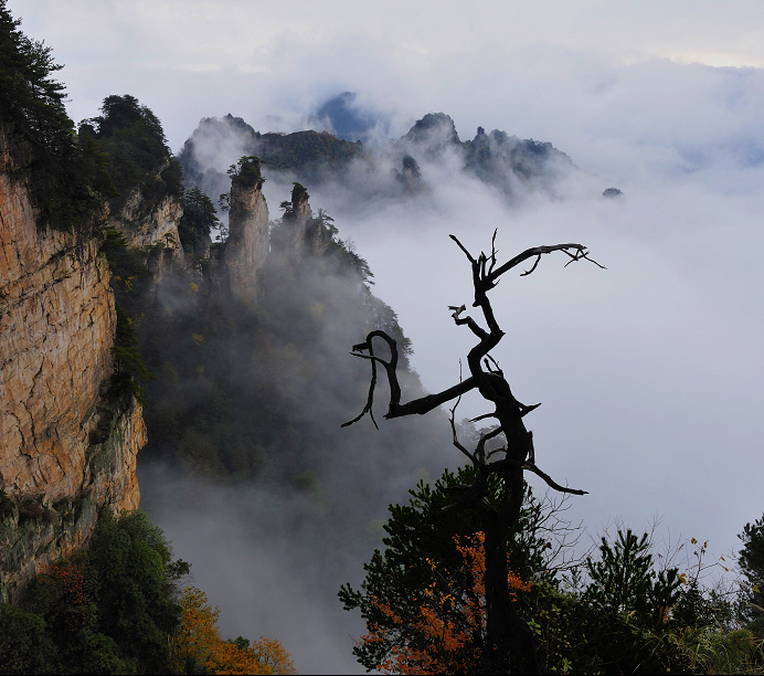 Global Commercial Newspaper focuses on Zhangjiajie