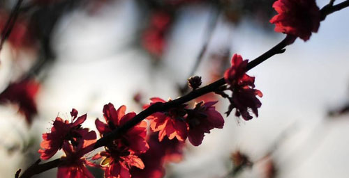 Peach Blossoms Attract Many Visitors in Guangdong