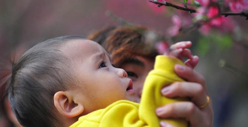 Peach Blossoms Attract Many Visitors in Guangdong