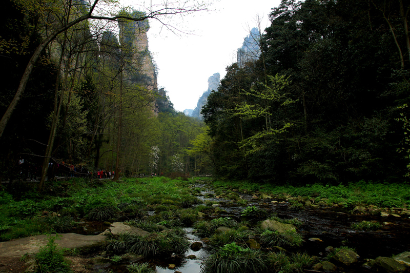 Spring of Zhangjiajie