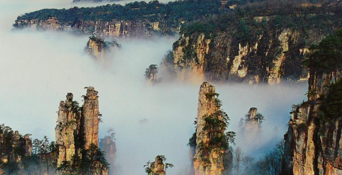 Planting Trees Day: scenery of trees