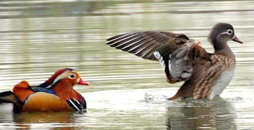 China Spring Scenery