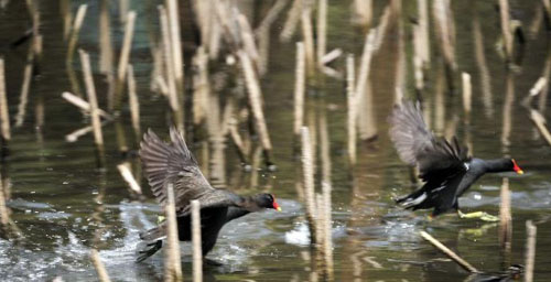 Spring Scenery in China