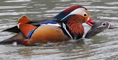 Spring Scenery in China