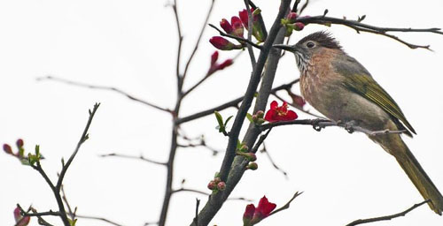 Spring Scenery in China