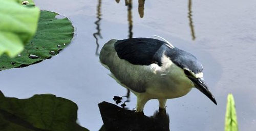Spring Scenery in China