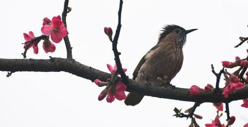 Spring Scenery in China