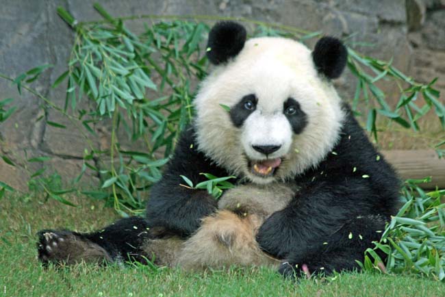 Panda Pair Board Flight for Canada