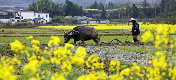 Hunan Begins Preparation for Spring Plowing