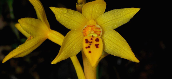 Tourist Finds New Species of Orchid
