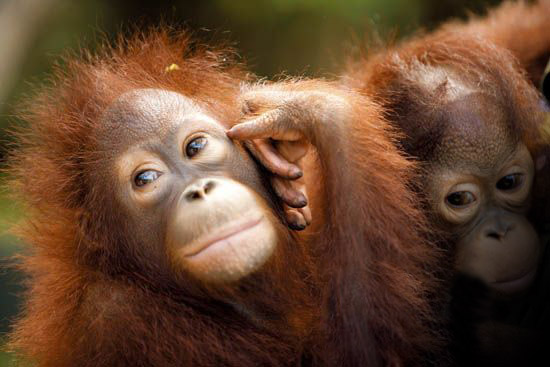 A Pair of Rare Taiwan Orangutans Arrive at Mainland Zoo