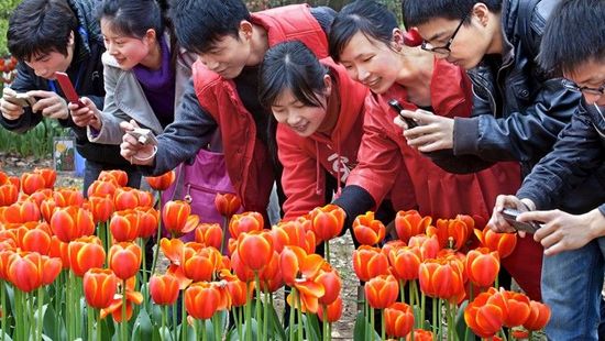 The Meixi Lake & Yanghu Lake Flower Exhibition Attracts 100,000 Tourists