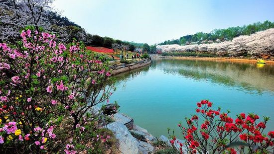 The Meixi Lake & Yanghu Lake Flower Exhibition Attracts 100,000 Tourists
