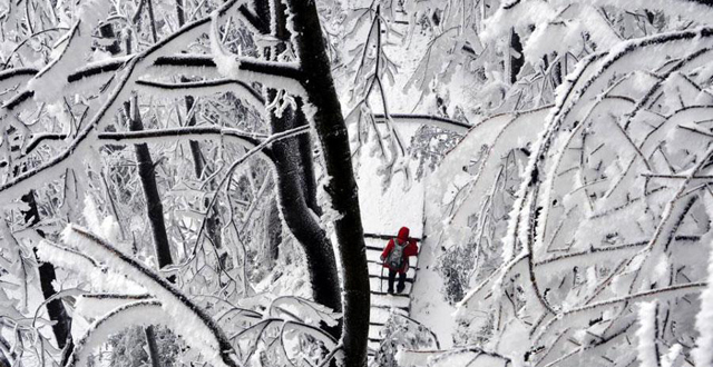 Wintersweets Blossom against Snow in Zhangjiajie