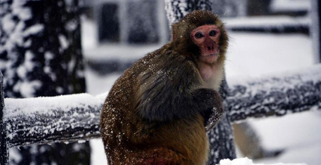 Wintersweets Blossom against Snow in Zhangjiajie