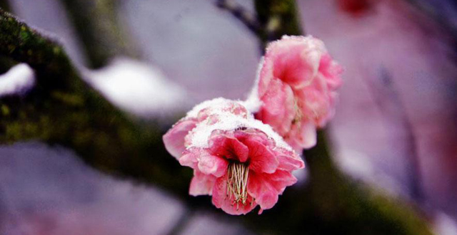 Wintersweets Blossom against Snow in Zhangjiajie