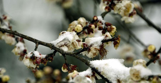 Wintersweets Blossom against Snow in Zhangjiajie