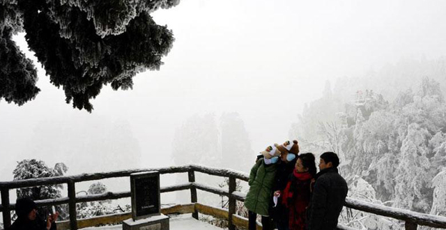Wintersweets Blossom against Snow in Zhangjiajie
