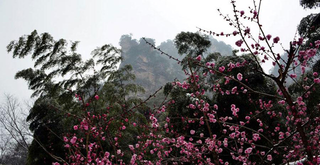 Wintersweets Blossom against Snow in Zhangjiajie