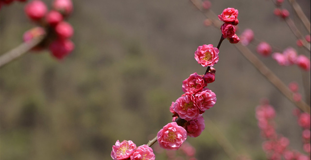 Zhangjiajie Spring Scenery