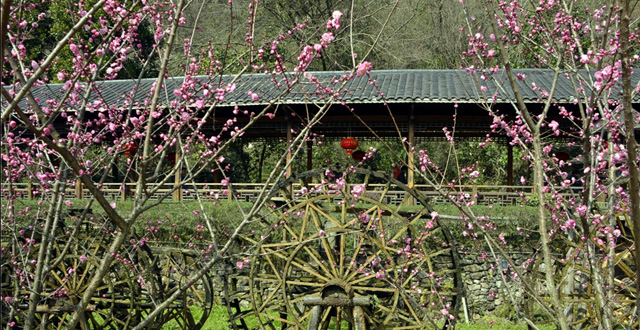 Zhangjiajie Spring Scenery