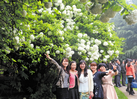 Changsha's First Viburnum Art Festival opened in Zifeng Park