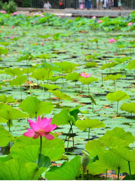 Hohhot's first Lotus Flower Festival kicks off on Aug 5, 2014