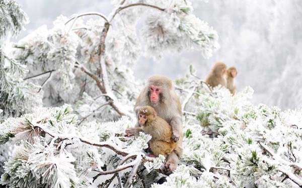 Cute monkeys seen at snow-covered Zhangjiajie National Park