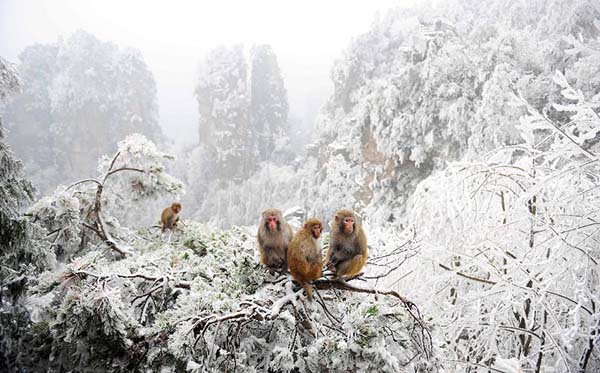 Cute monkeys seen at snow-covered Zhangjiajie National Park