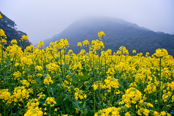 Rape Flowers Blooming in Zhangjiajie