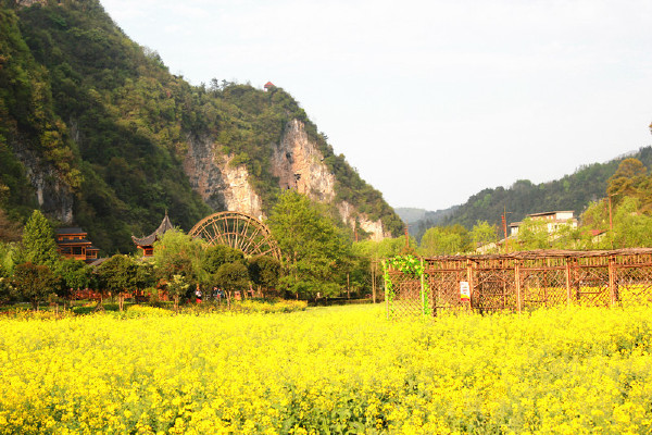 Rape Flowers Blooming in Zhangjiajie