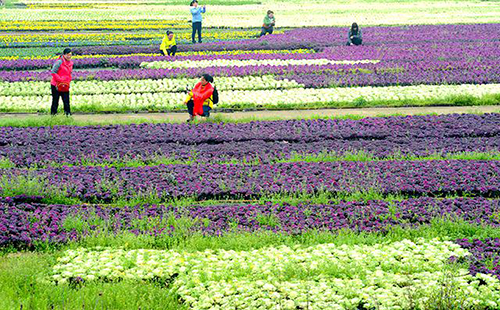 Many citizens enjoy flowers in Changsha Landscape and Ecology Garden