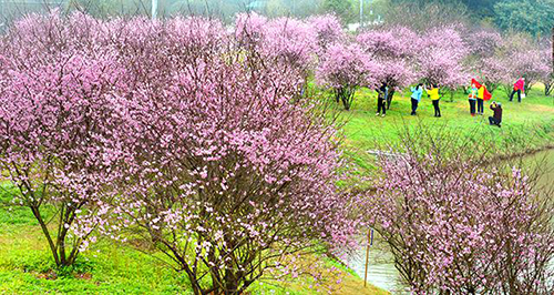 Many citizens enjoy flowers in Changsha Landscape and Ecology Garden