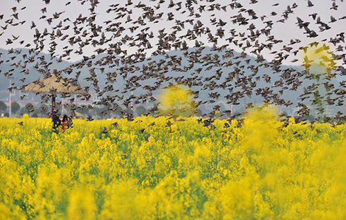 Many citizens enjoy flowers in Changsha Landscape and Ecology Garden