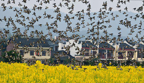 Many citizens enjoy flowers in Changsha Landscape and Ecology Garden