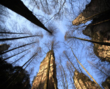 One Day AVAVTAR day in Zhangjiajie National Forest Park