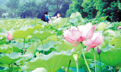 Hunan Worldwide Famous Flower Ecological Culture Festival will be held