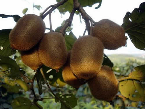 Kiwi Fruit in Zhangjiajie