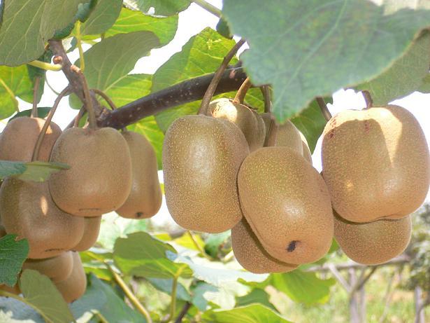 Kiwi Fruit in Zhangjiajie