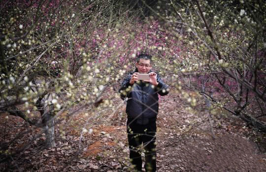 Wintersweet Flowers Bloom at the Hunan Forest Botanical Garden