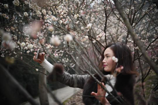 Wintersweet Flowers Bloom at the Hunan Forest Botanical Garden