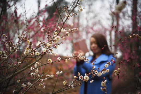 Wintersweet Flowers Bloom at the Hunan Forest Botanical Garden