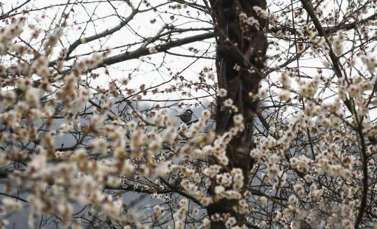 Wintersweet Flowers Bloom at the Hunan Forest Botanical Garden
