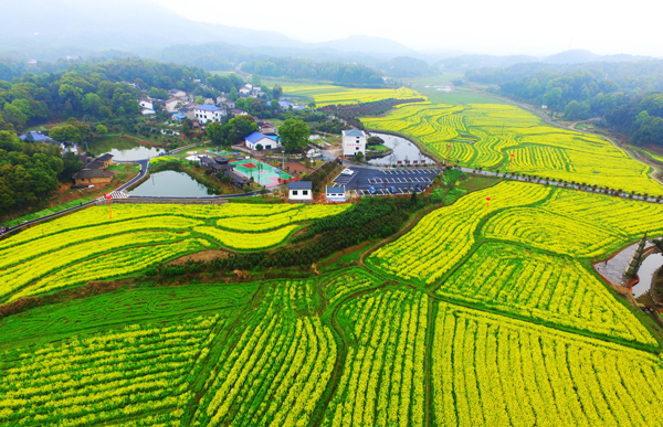 Canola Flowers in Full Bloom at Wangqun Village, Chating Town