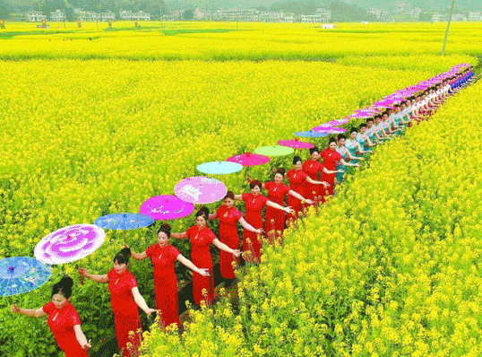 First Hunan Canola Flower Festival Opens in Hengyang County