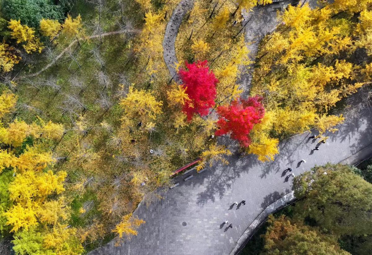 The Tianzi Mountain in Zhangjiajie National Forest Park, Hunan province, transforms into a vibrant tapestry of autumn colors.