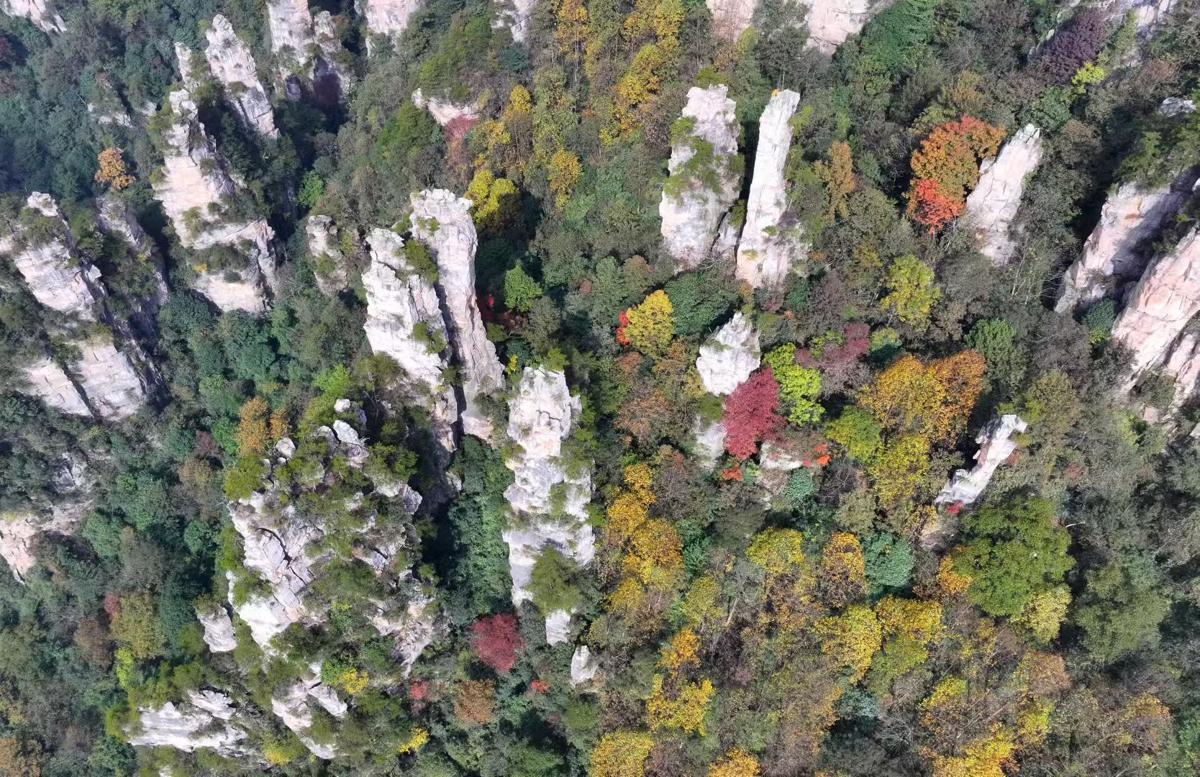 The Tianzi Mountain in Zhangjiajie National Forest Park, Hunan province, transforms into a vibrant tapestry of autumn colors.